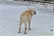 dog_on_ice