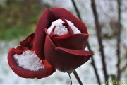 snow_on_rose