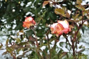 snow_on_roses